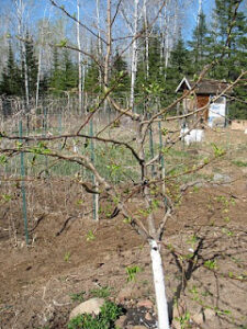 A Resurrected Crabapple Tree Image